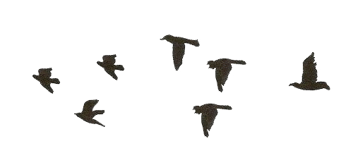 birds