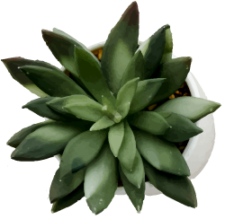 Flower POT